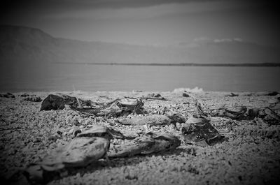 Close-up of crab on beach against sky