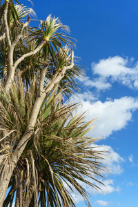 Low angle view of palm tree against blue sky