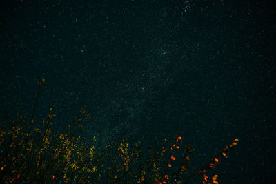 Low angle view of star field against sky at night