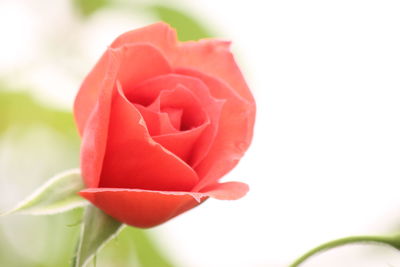 Close-up of rose against blurred background