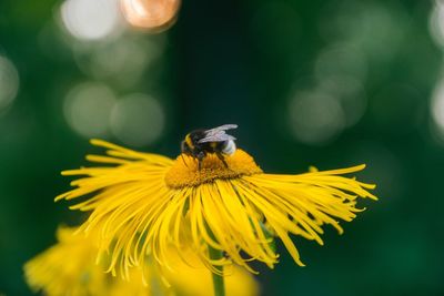 Close-up of bumble bee on yellow flower