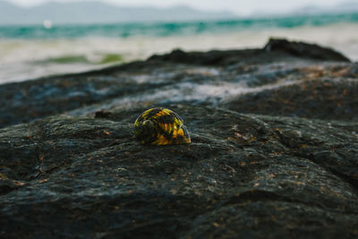 Close-up of lizard on rock