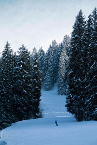 Snow covered field