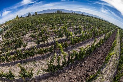 Scenic view of agricultural field against sky