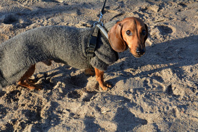 High angle view of dog on beach