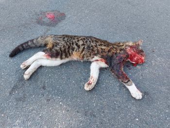 High angle view of cat on street