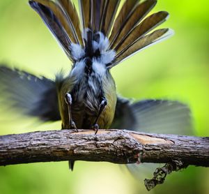 Close-up of bird perching on tree