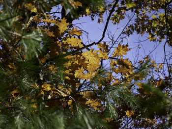 Low angle view of flowering plants and trees against sky