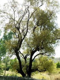 View of trees in forest