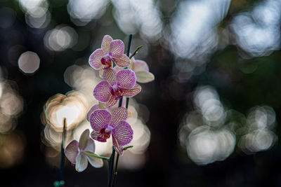 Close-up of pink orchids