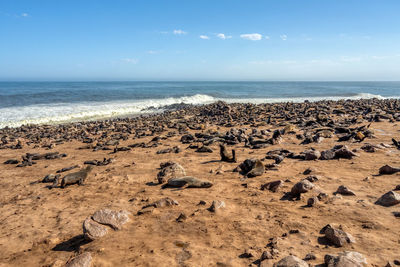 Scenic view of beach against sky