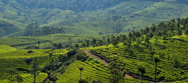 Scenic view of agricultural field