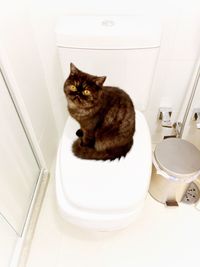 Cat sitting in bathroom