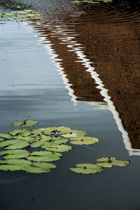 High angle view of leaves floating on water