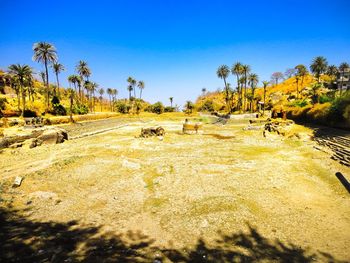 Scenic view of landscape against clear sky