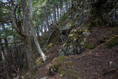 Trees growing in forest