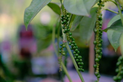 Close-up of flowering plant