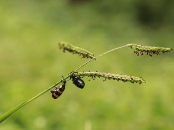 Close-up of insect on plant