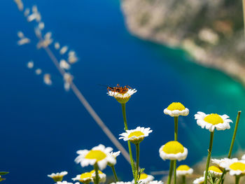 Close-up of bee on flower