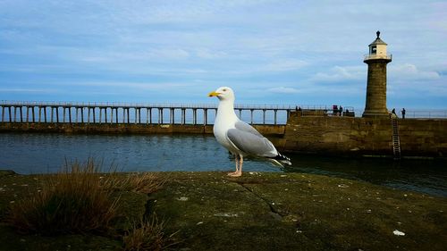 Swan perching by sea against sky