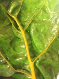 Full frame shot of leaf