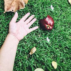 Close-up of grassy field