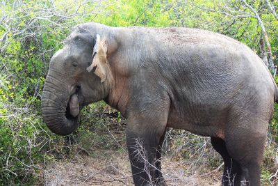 Elephant in park