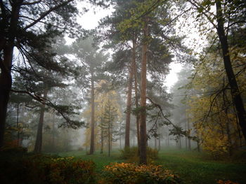 Trees in forest during autumn