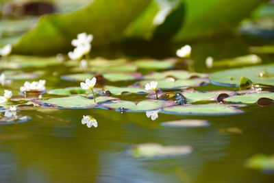 Close-up of lotus water lily in pond