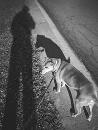 High angle view of a dog