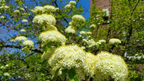 Close-up of white flowers blooming in park