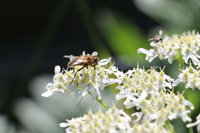 Close-up of bee pollinating on white flower