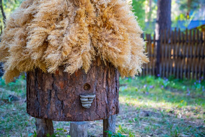 Close-up of wooden post