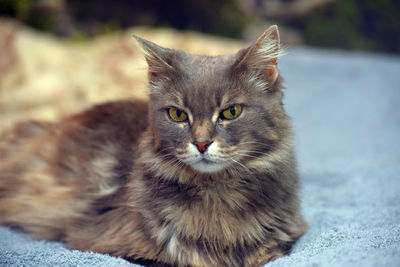 Close-up portrait of tabby cat