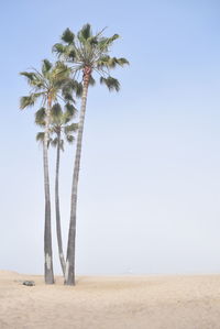 Palm trees on beach against clear sky