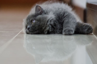 Close-up of a cat lying on floor