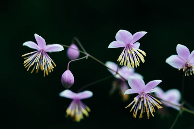 Close-up of pink flowers blooming outdoors