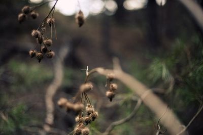 Close-up of plant