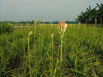 Grass in a field
