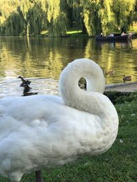 Swan floating on lake