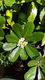 High angle view of flowering plant