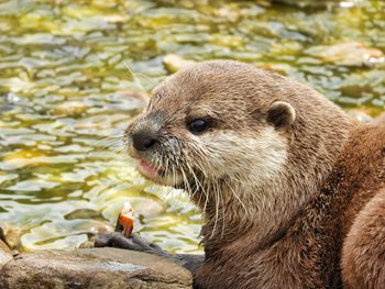 Close-up of elephant in lake