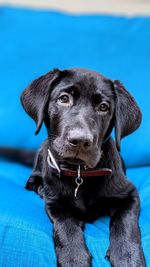 Black lab on blue backdrop 