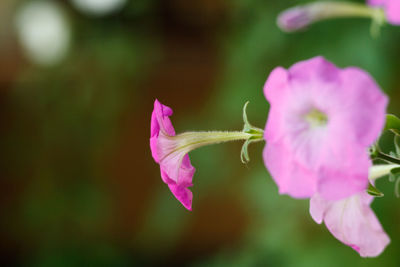 Close-up of pink flowers blooming outdoors