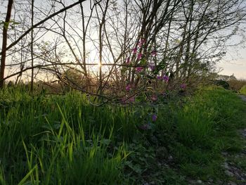 Scenic view of grassy field against sky