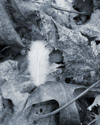 Close-up of plant