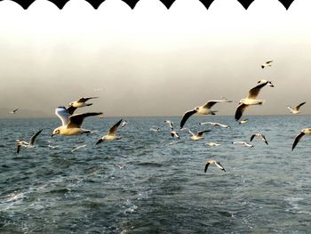 Seagulls flying over lake against sky