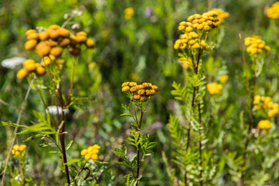 Close-up of yellow flowering plant on field