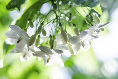 Close-up of white flowering plant