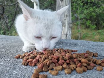 Close-up of cat eating food